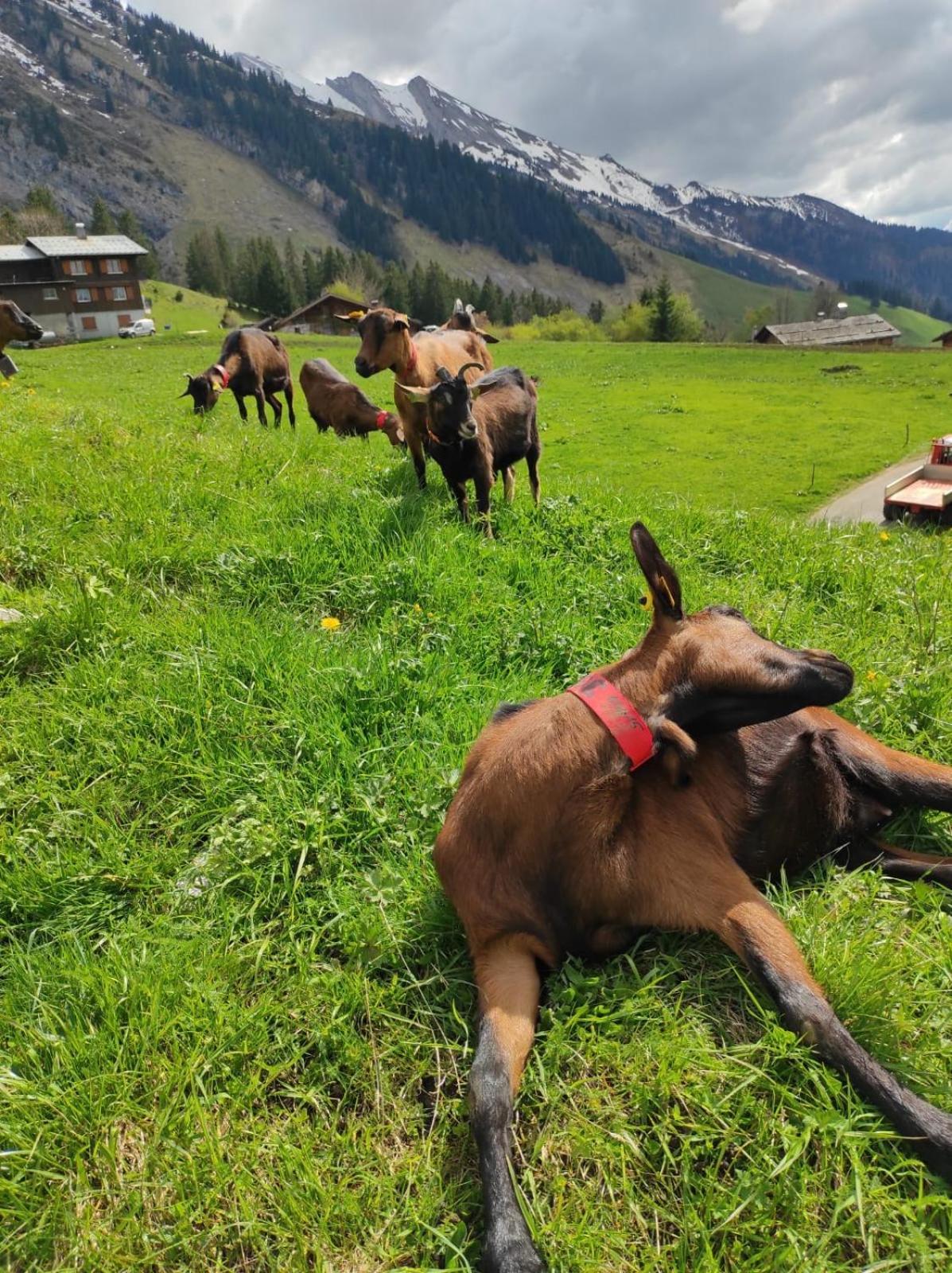 Le Week-End 3 Etoiles, Plein Centre Ville La Clusaz Dış mekan fotoğraf